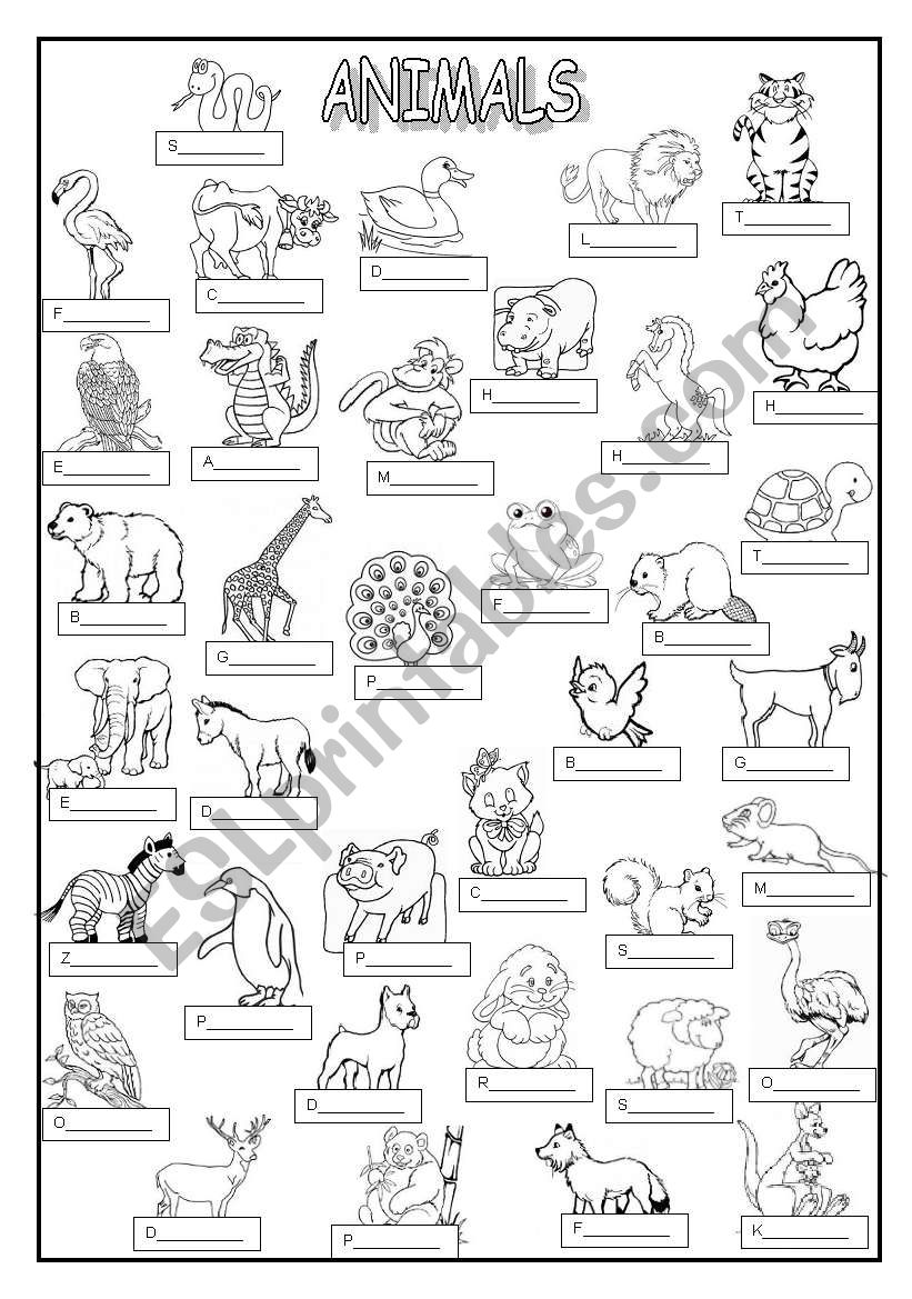 ANIMALS (key  included) worksheet