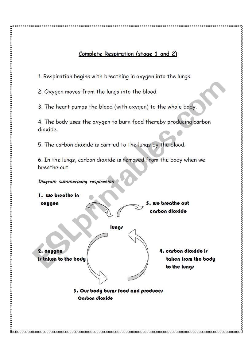 Respiration in Humans worksheet