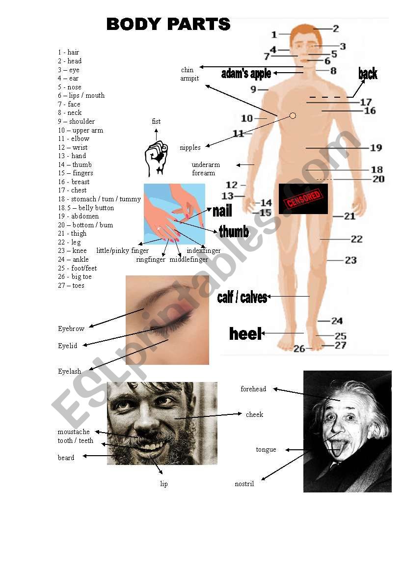 human body worksheet