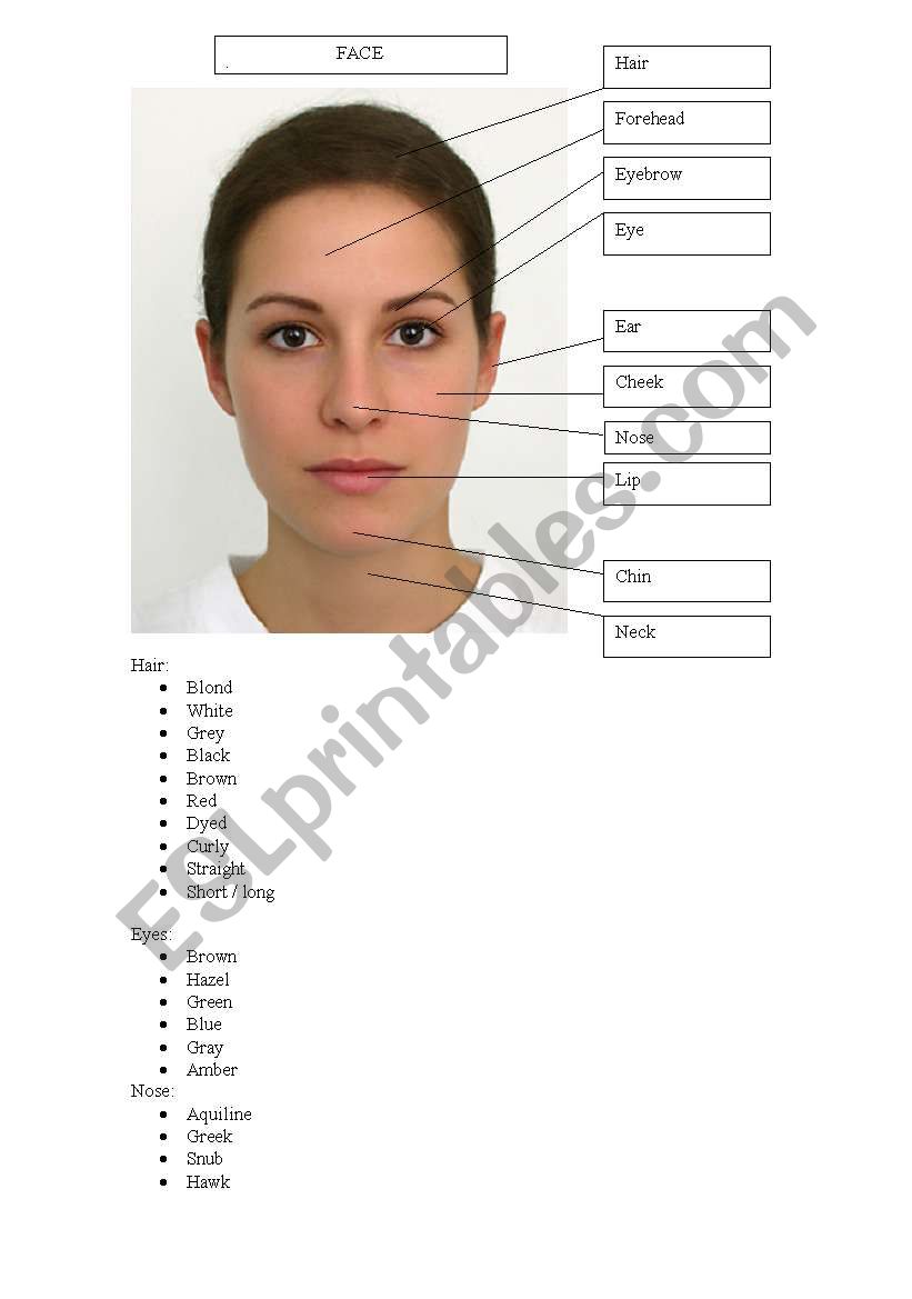 The Human Face Vocabulary worksheet