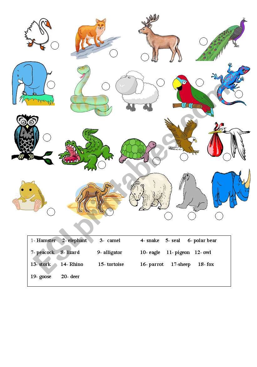 animals worksheet