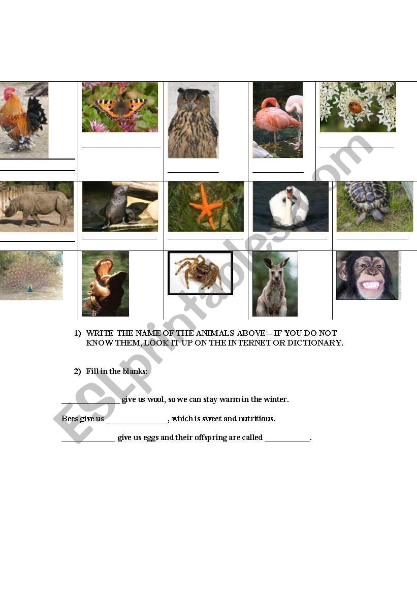 animals worksheet