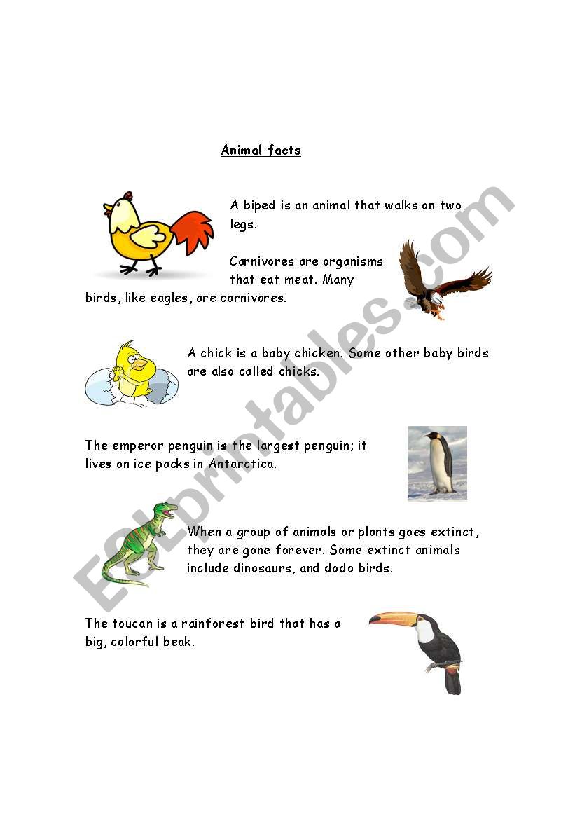 Animal facts worksheet