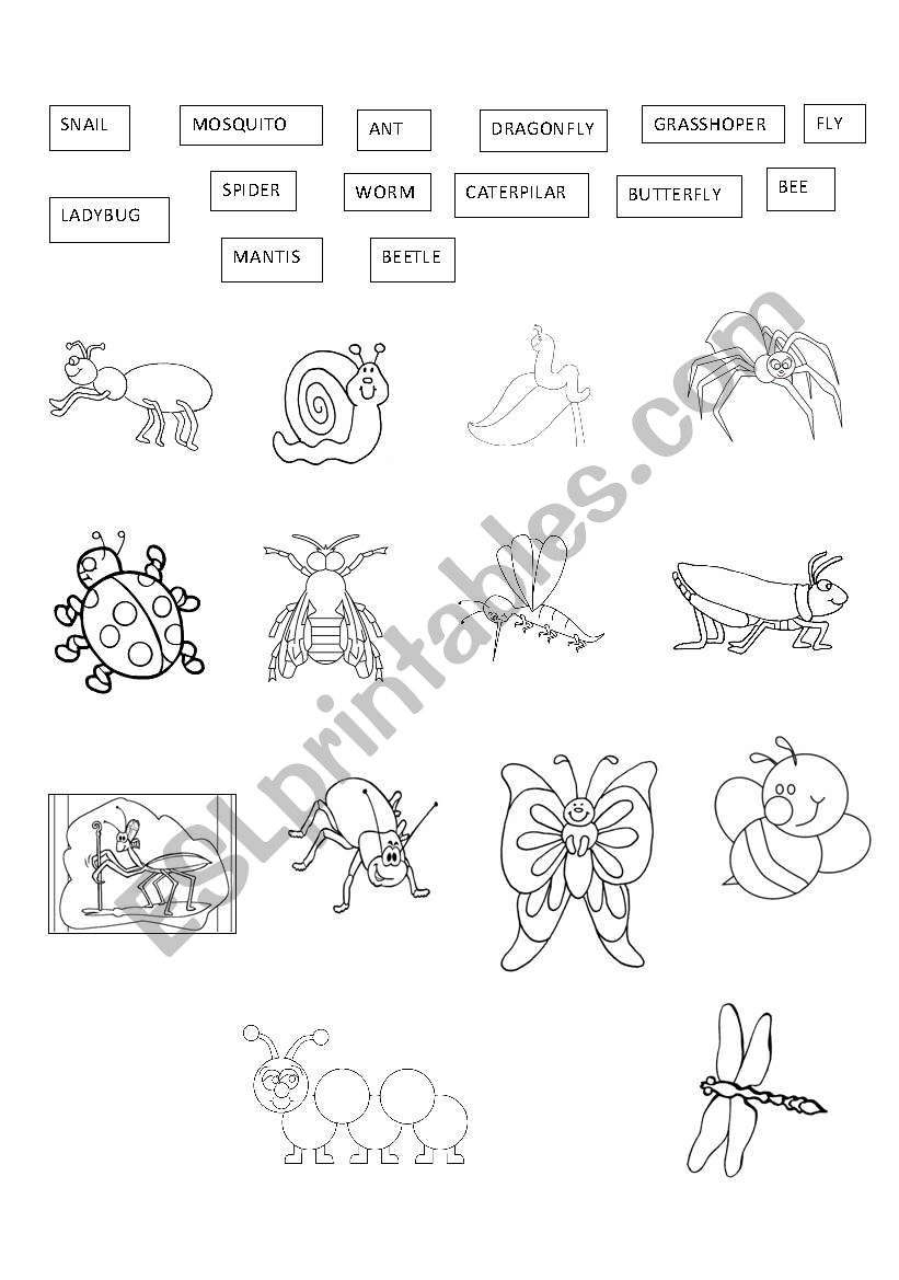 Insects worksheet