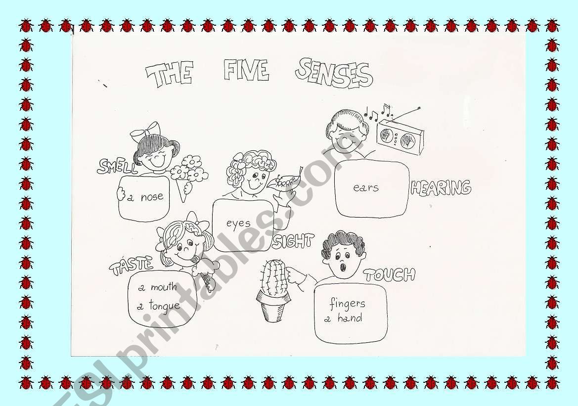 The five senses worksheet