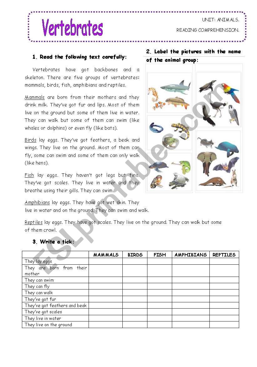 Vertebrates worksheet