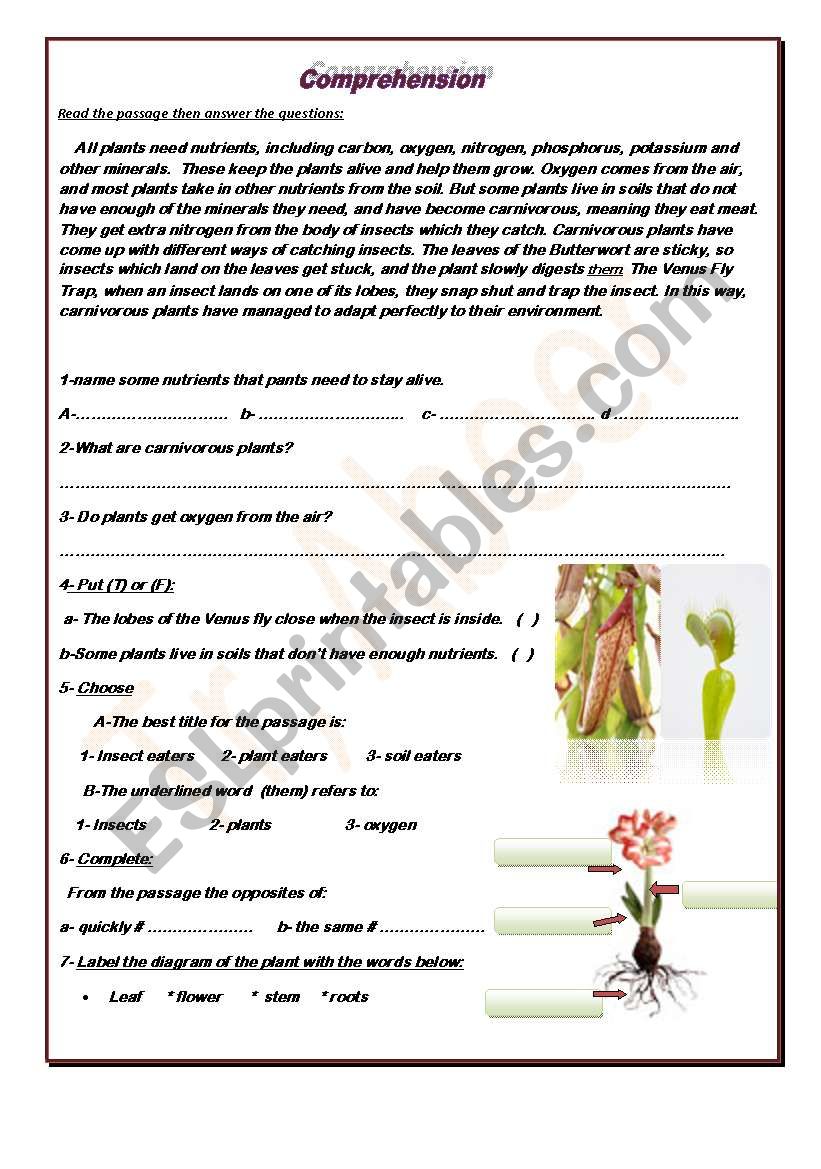 carnivorous plants worksheet