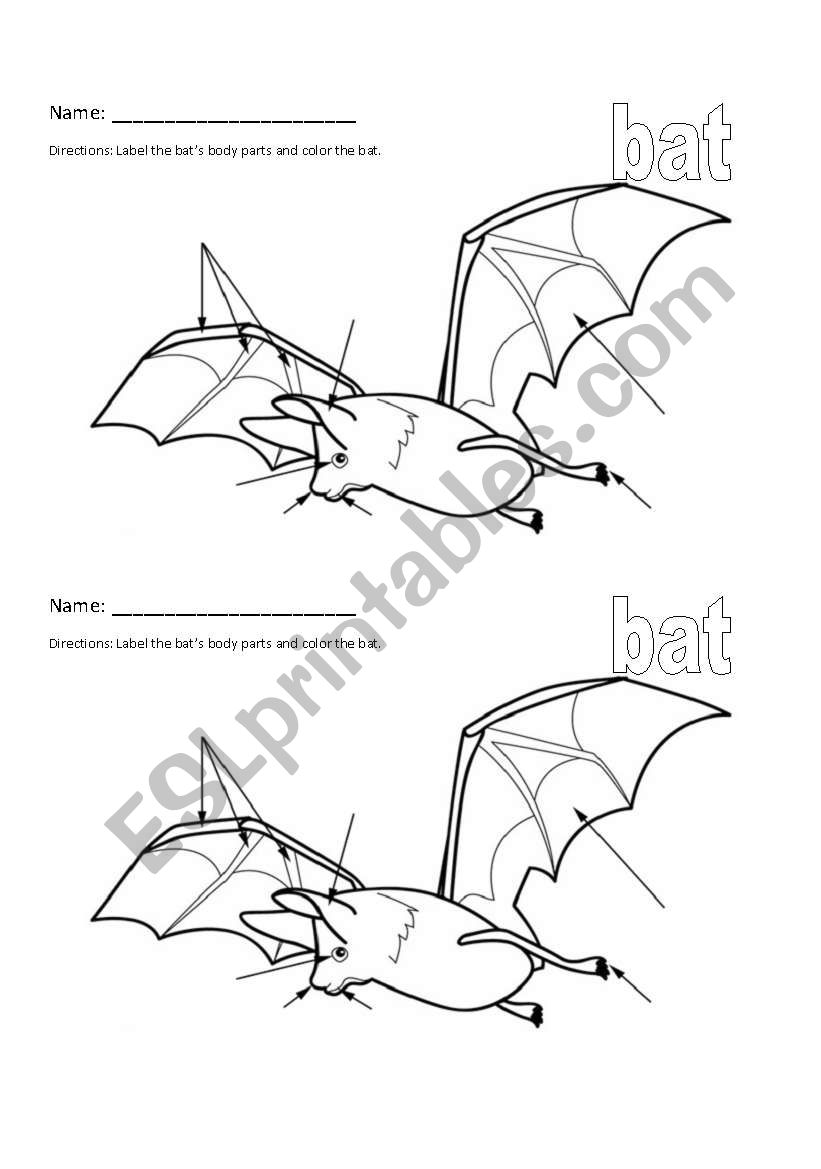 Bat Stellaluna Body Part Labeling Worksheet