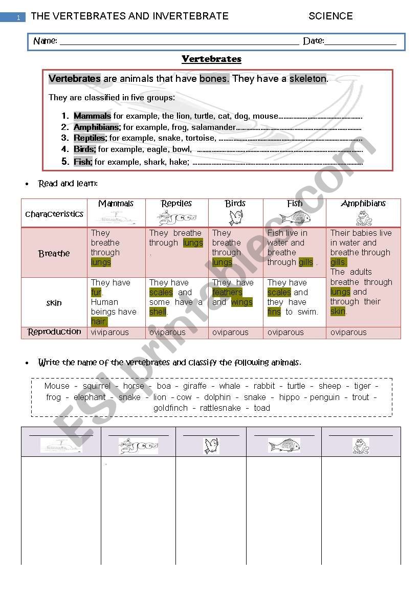 vertebrates worksheet