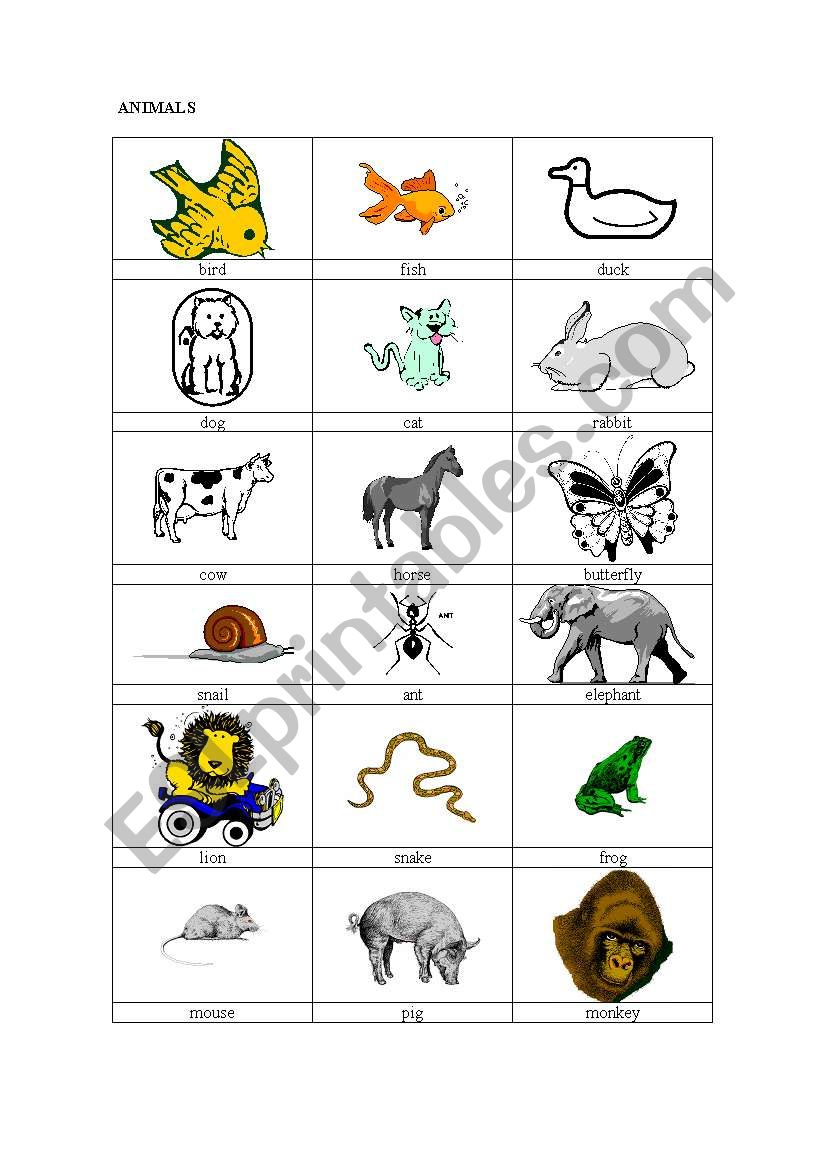 Animals worksheet