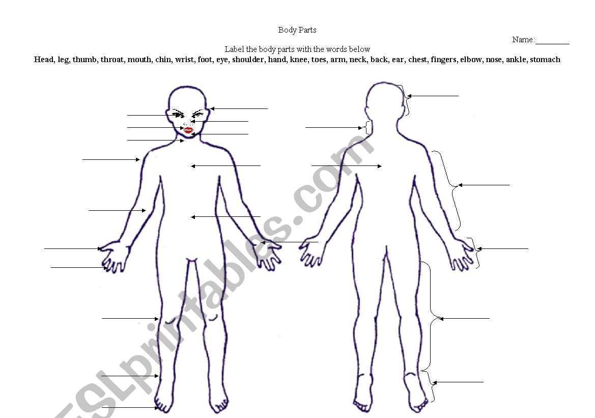 Body Labeling worksheet