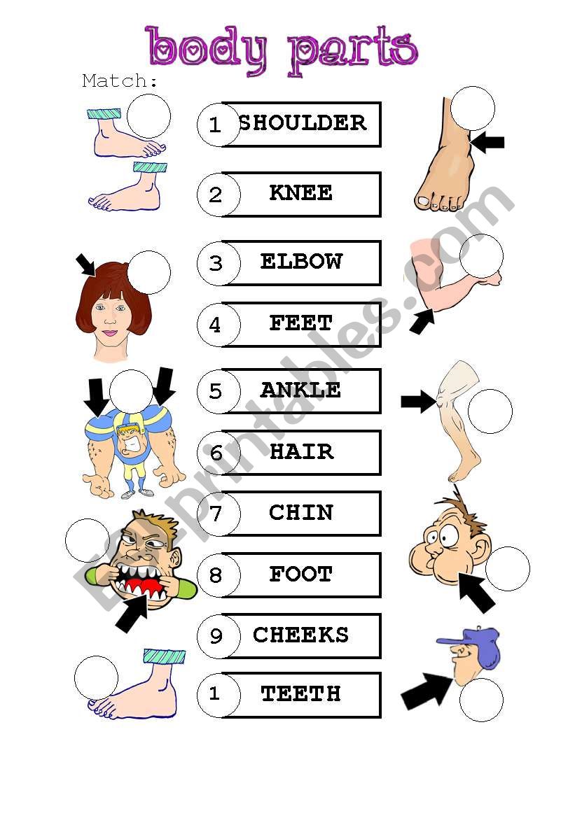 Body parts worksheet