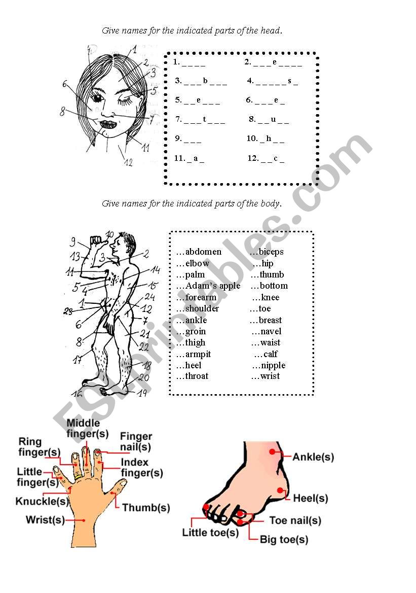 body parts worksheet