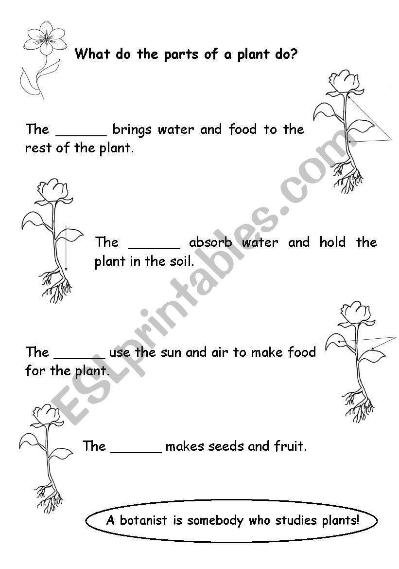 The parts of a plant worksheet
