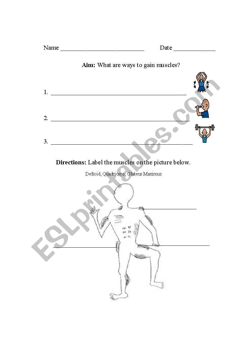 Muscles worksheet