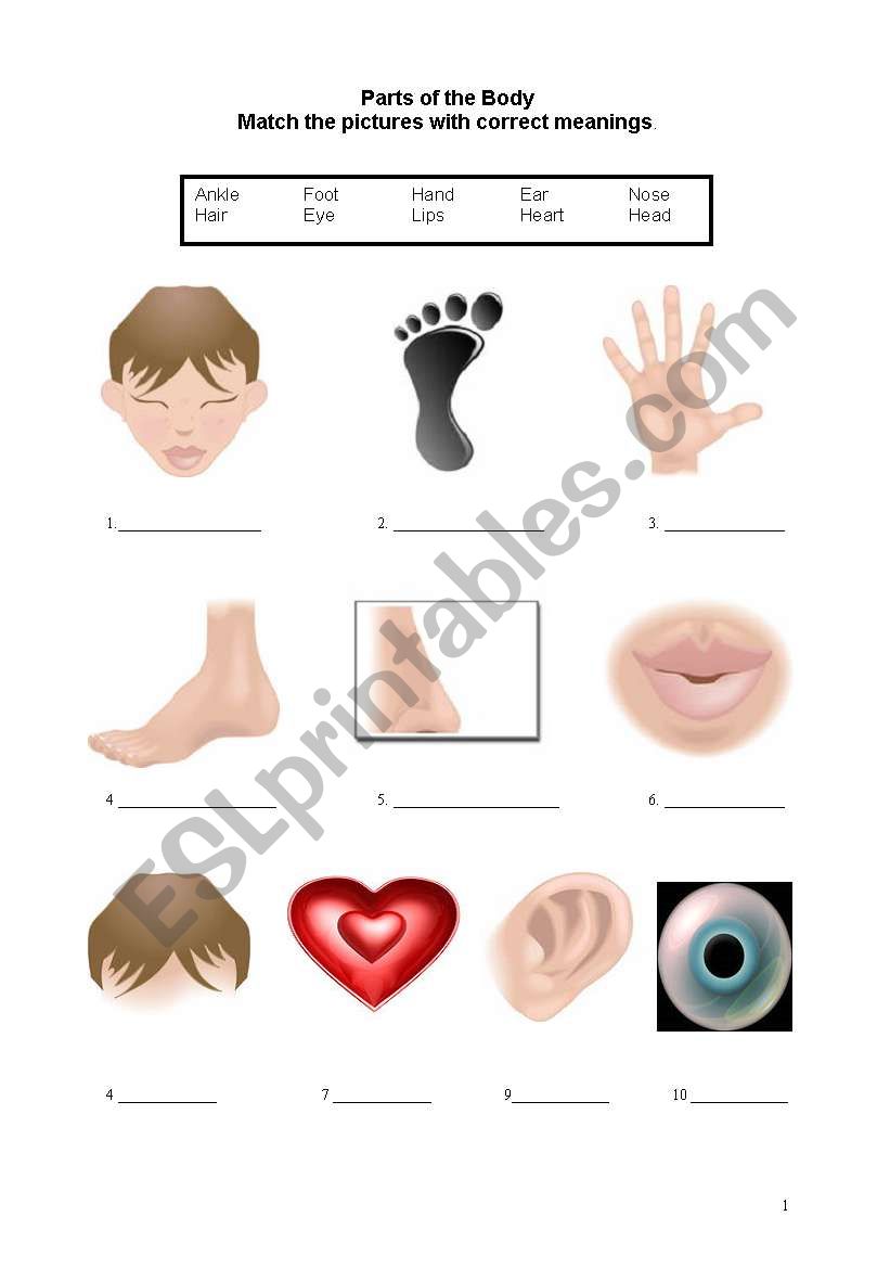 Parts of the body worksheet