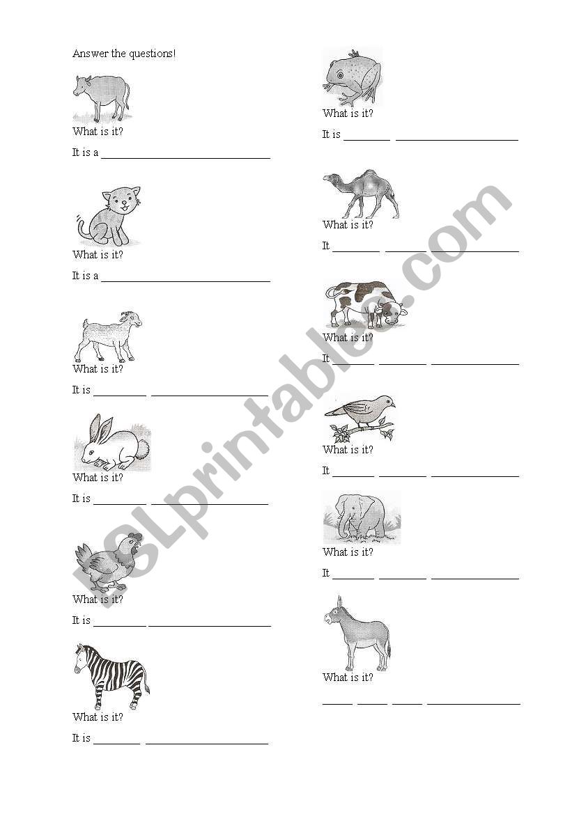 animal in singular form worksheet