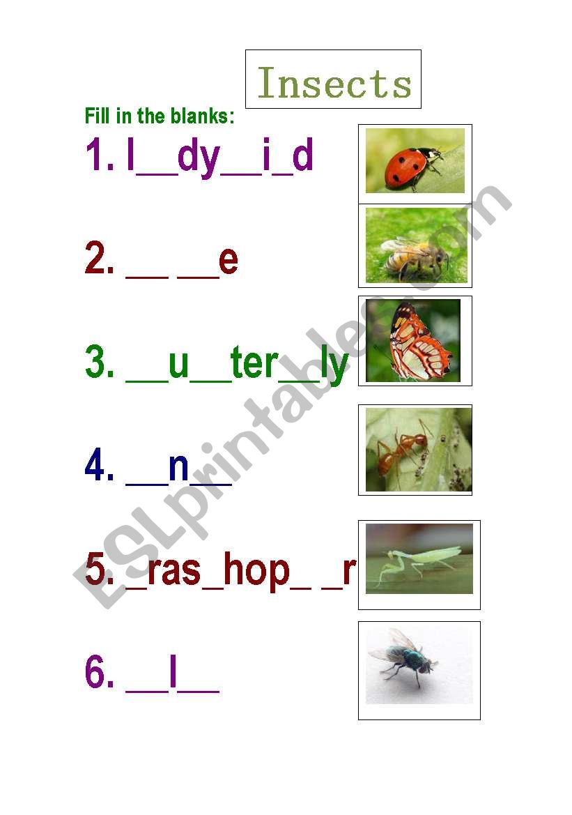 Insects worksheet