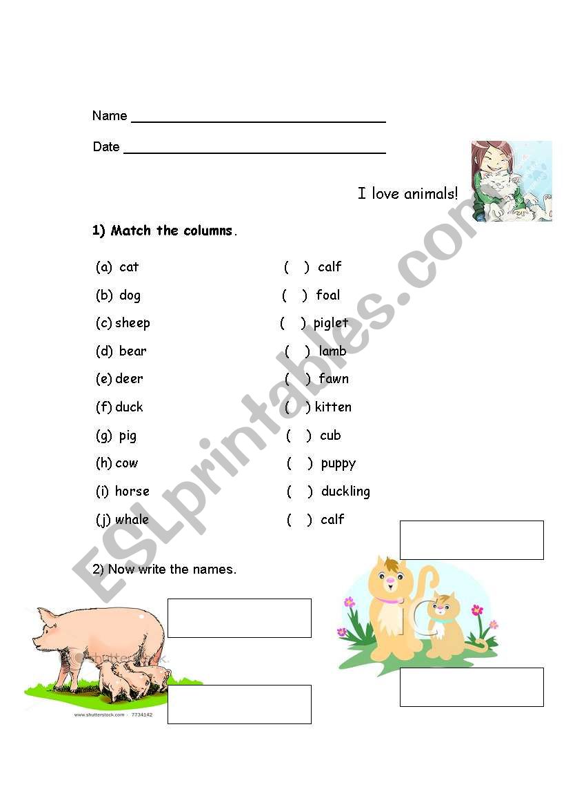 Baby animals worksheet