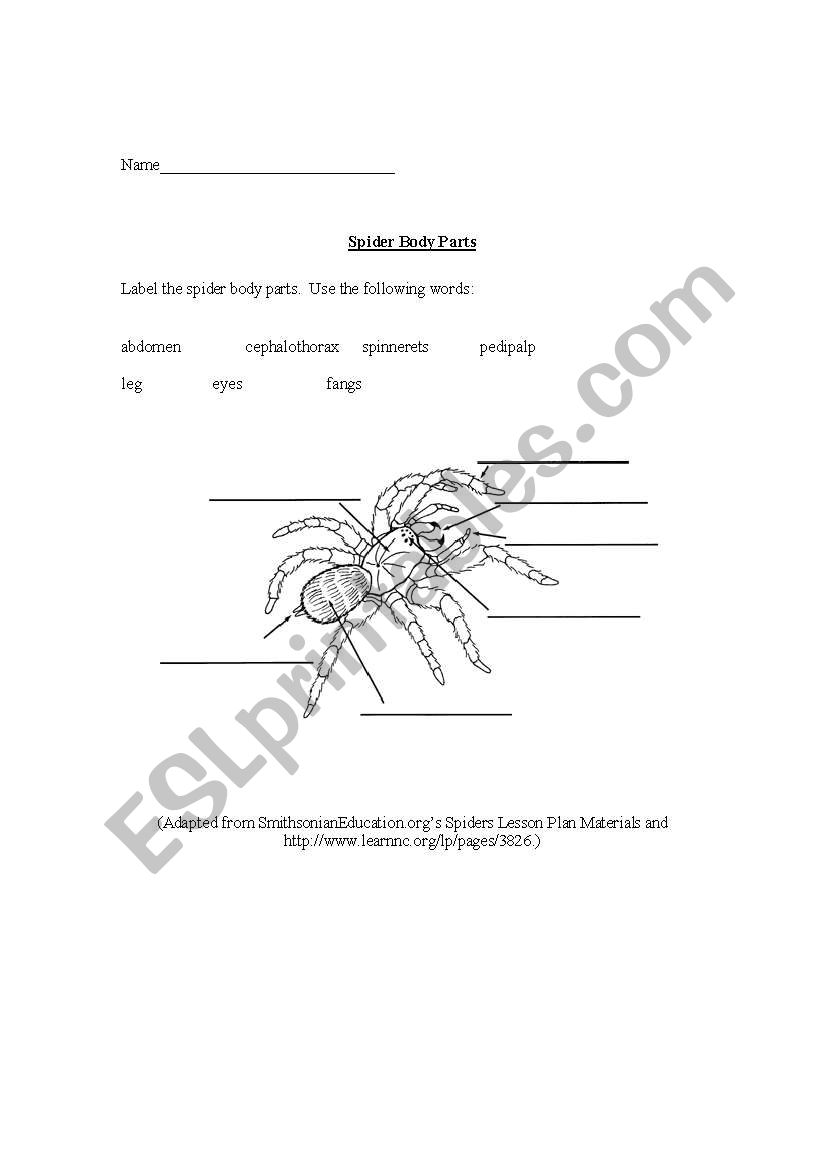 English worksheets: Worksheet for labelling the body parts of a spider