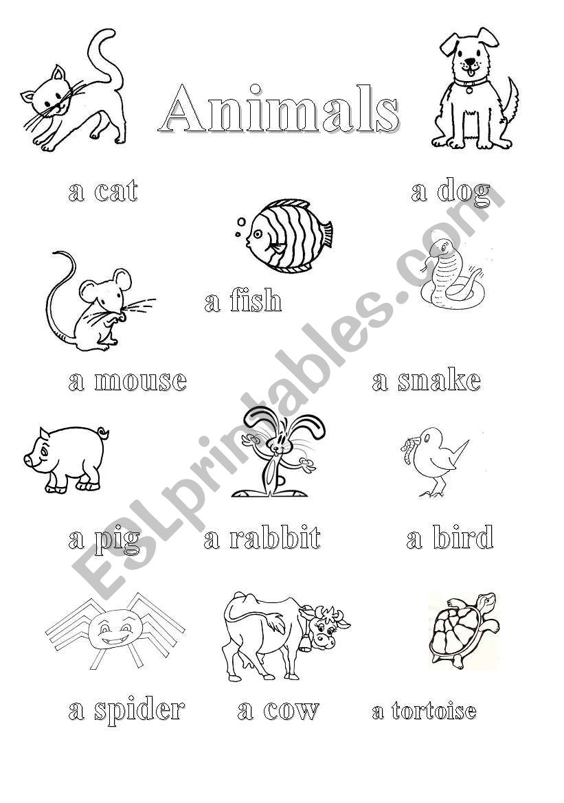 Animals pictionary + exercise worksheet