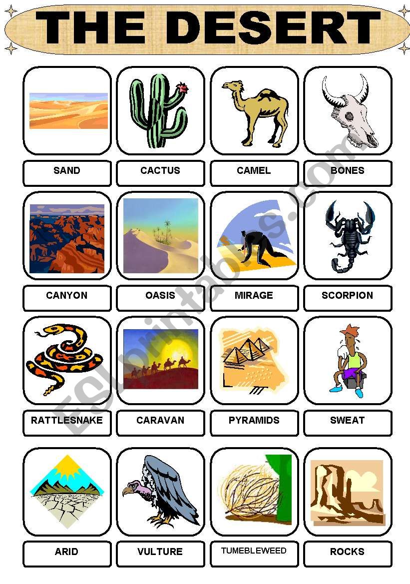 Desert Vocabulary worksheet