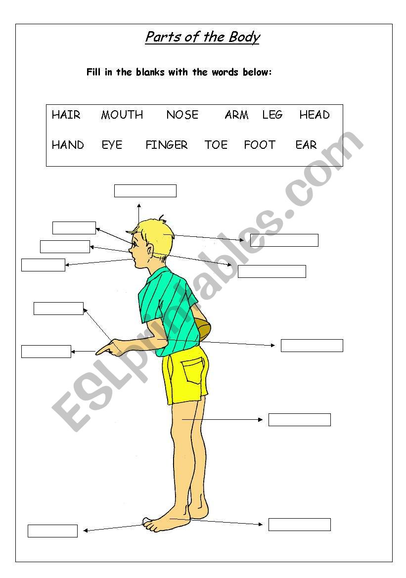 Body Parts worksheet