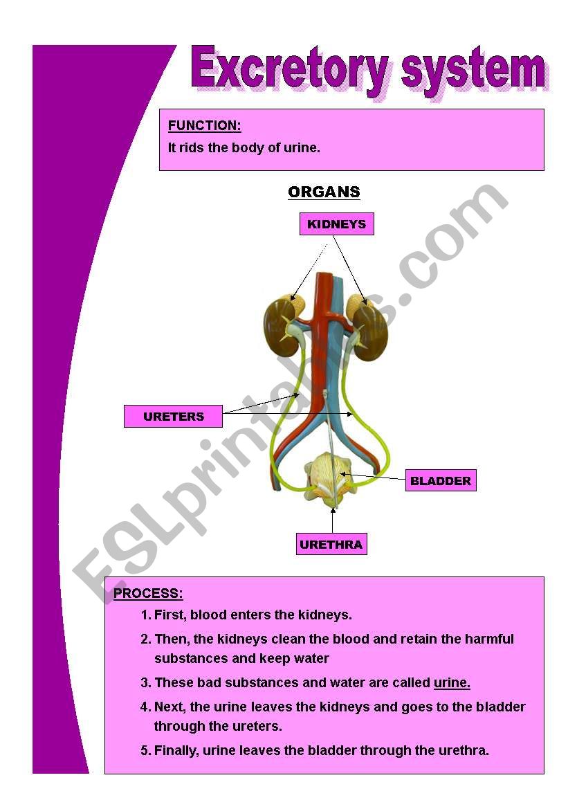 The basic excretory system worksheet