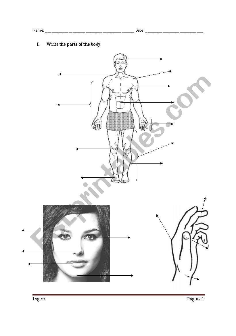 Body Parts worksheet