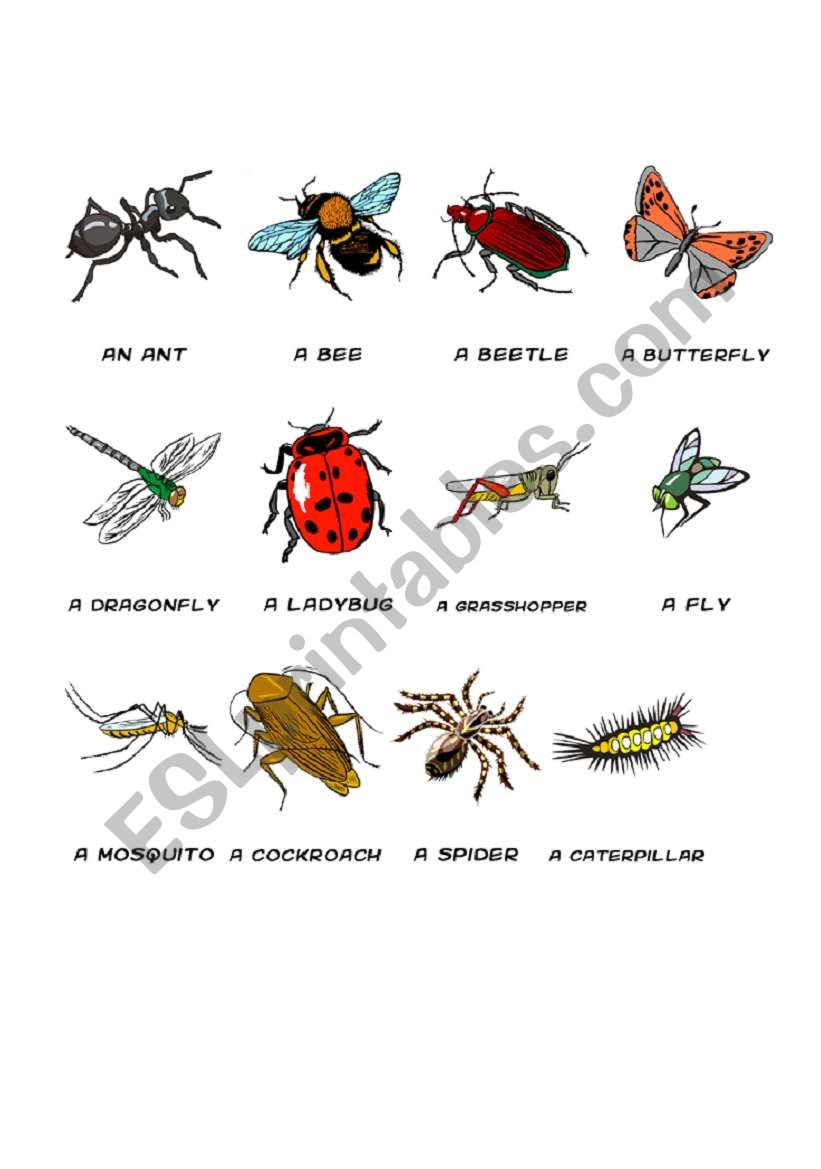 Insect vocabulary sheet worksheet