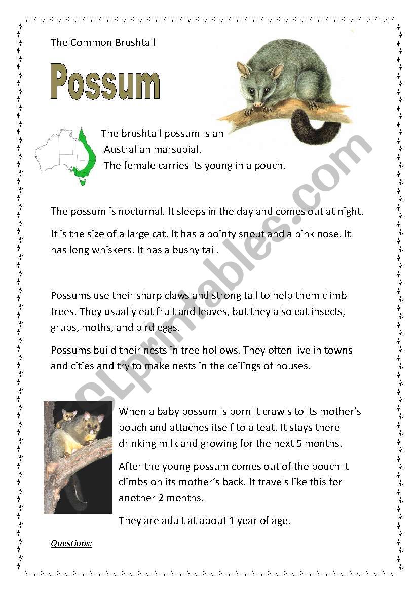 Possum worksheet