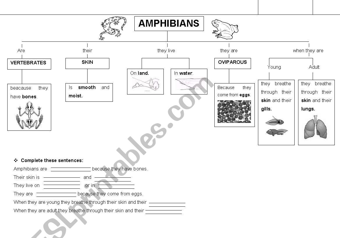 AMPHIBIANS worksheet