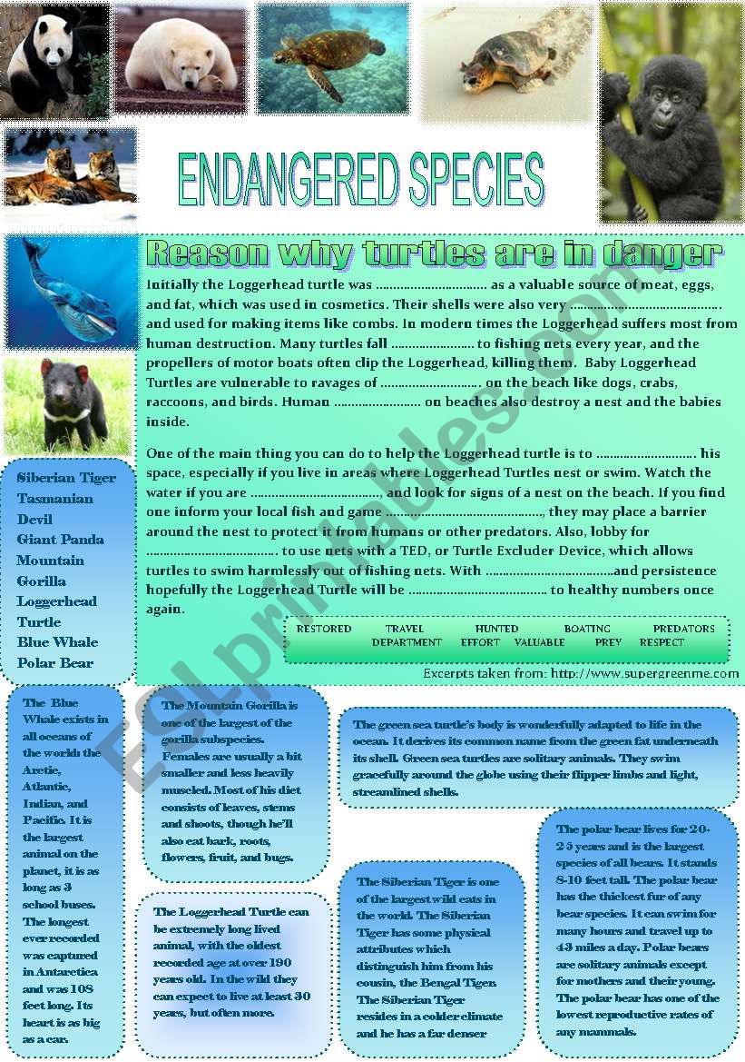 Endangered species - the sea turtle - fill-in exercise