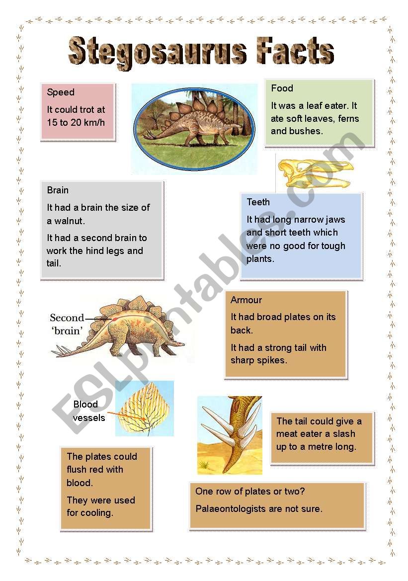 Stegosaurus Facts worksheet