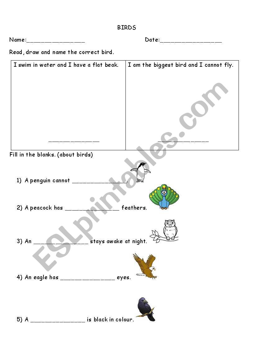 BIRDS! worksheet