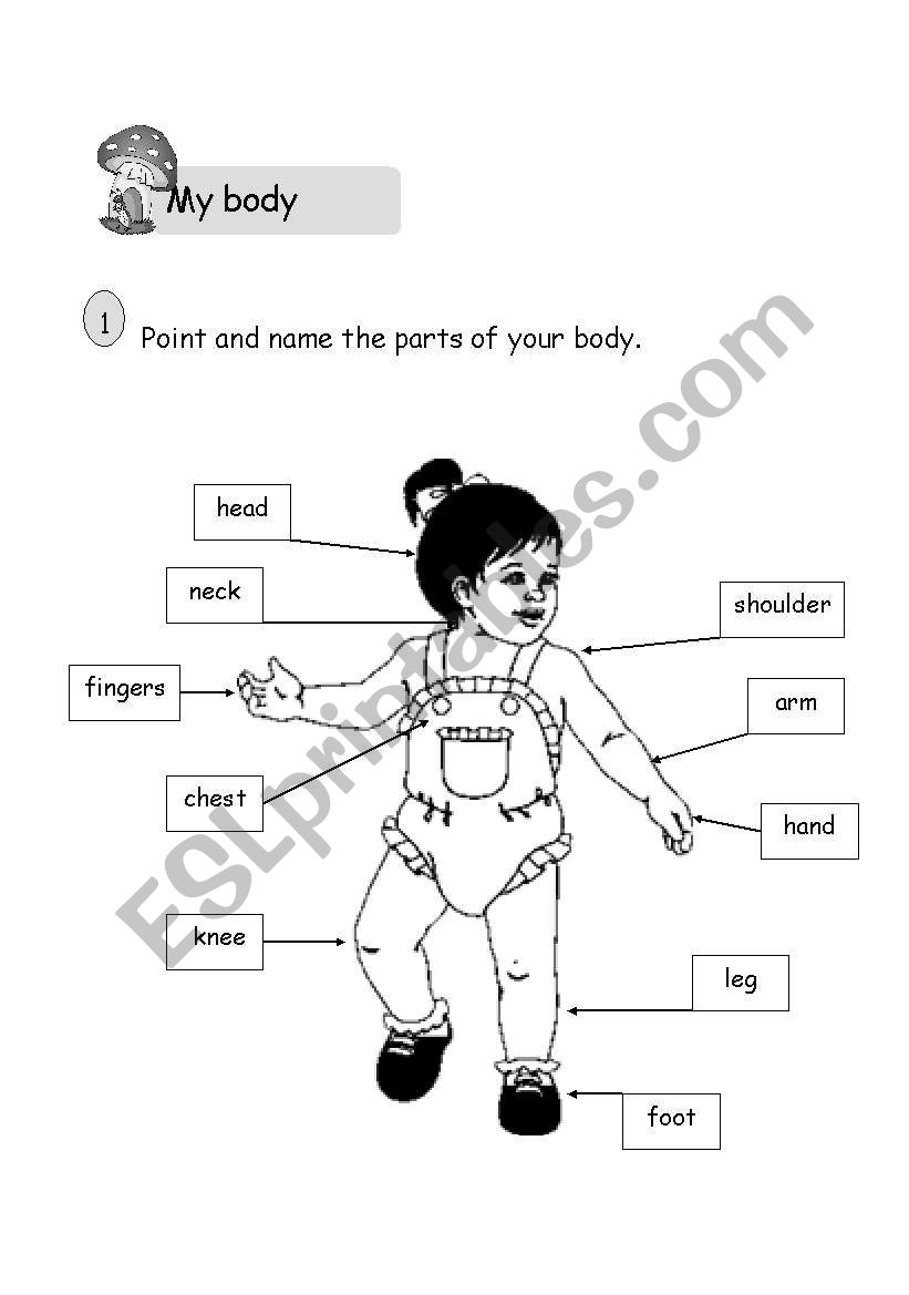 my body worksheet