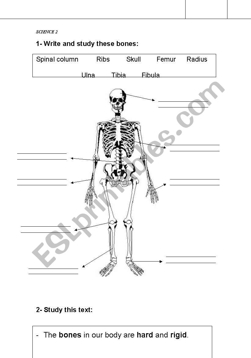 bones - skeleton worksheet