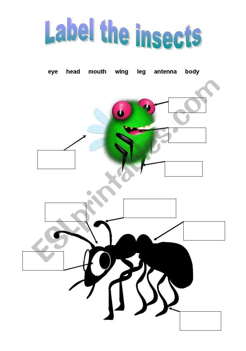 Label the insects worksheet