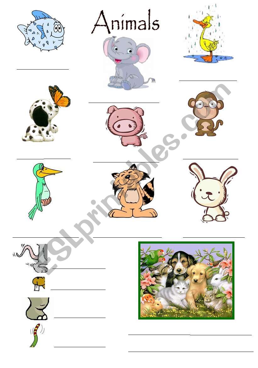 Animals Exercise worksheet