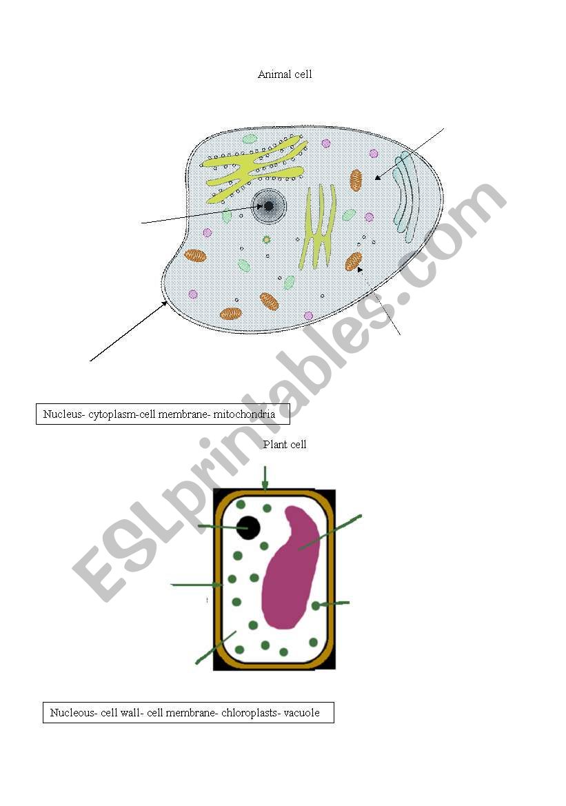 the structure of the cells (plant and animal) 