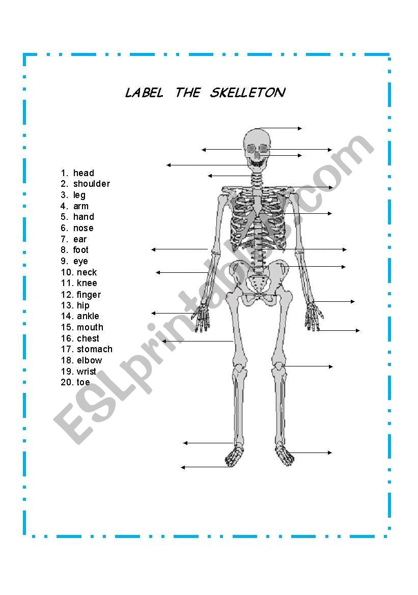 34 Human Skeleton Worksheet To Label - Labels Niche Ideas