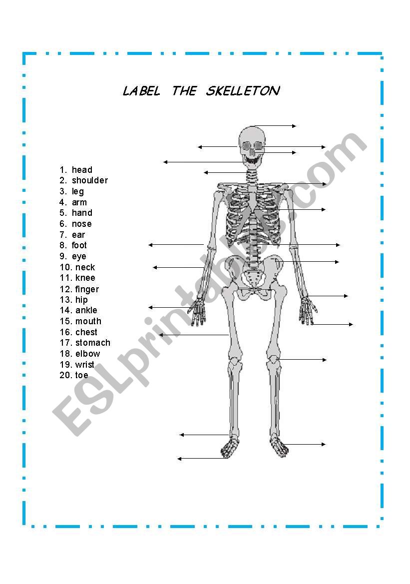 LABEL THE SKELETON worksheet