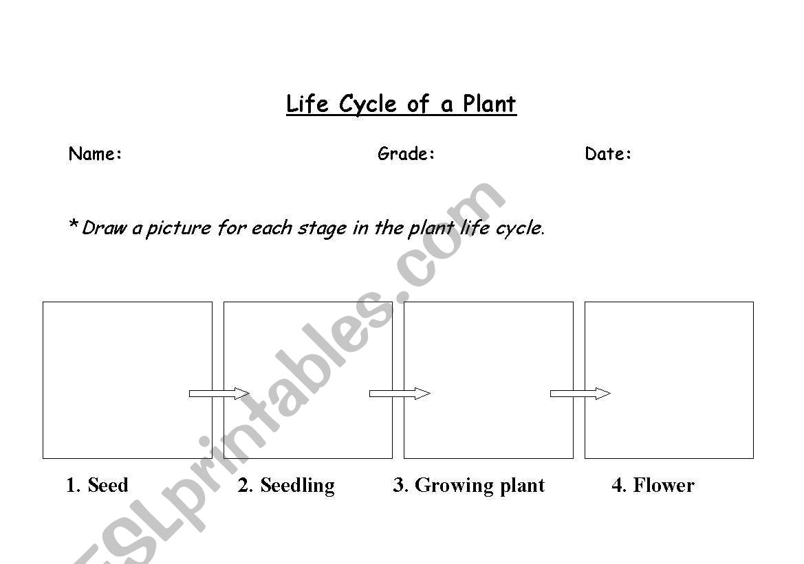 Plant Life Cycle worksheet