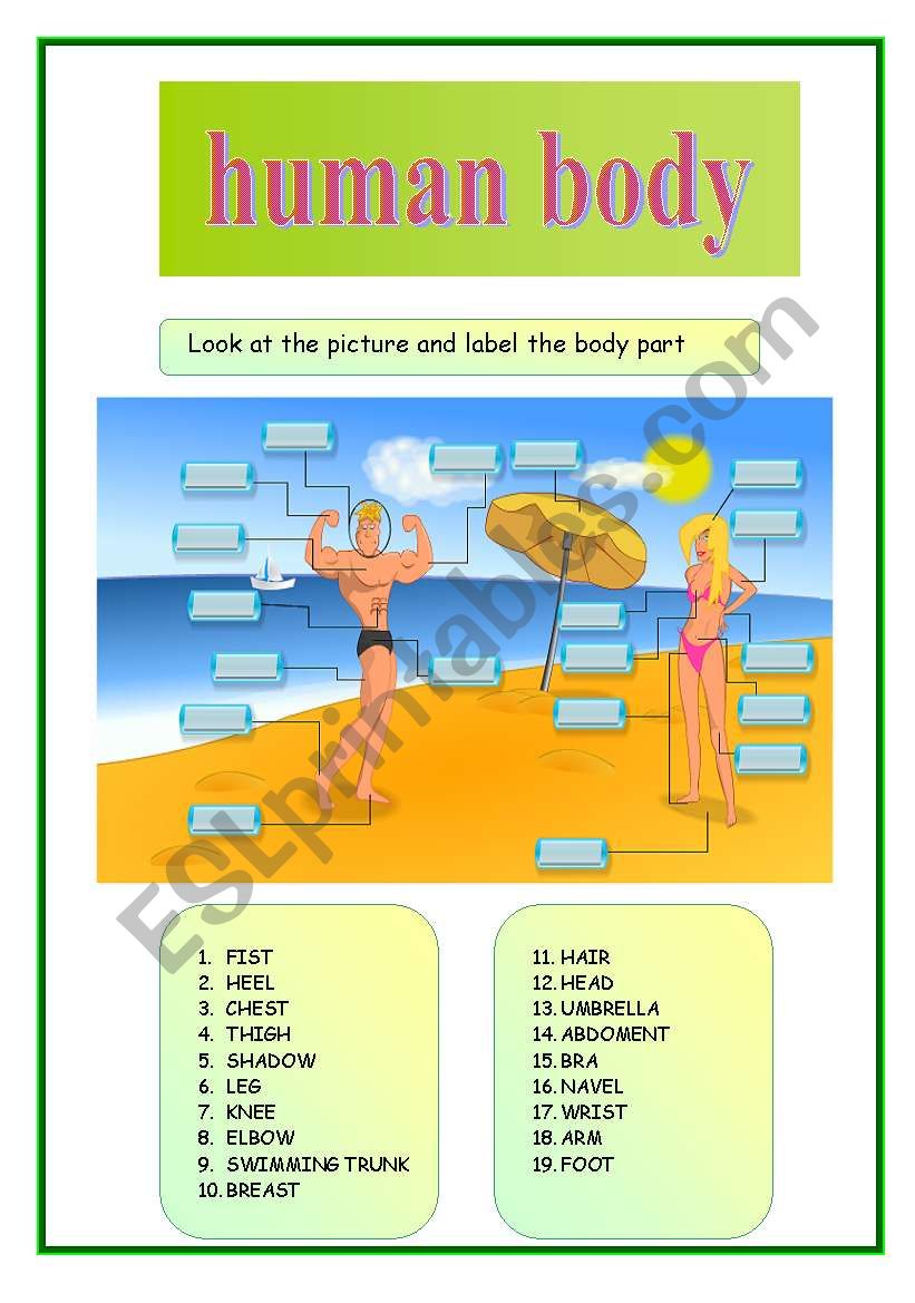 HUMAN BODY worksheet