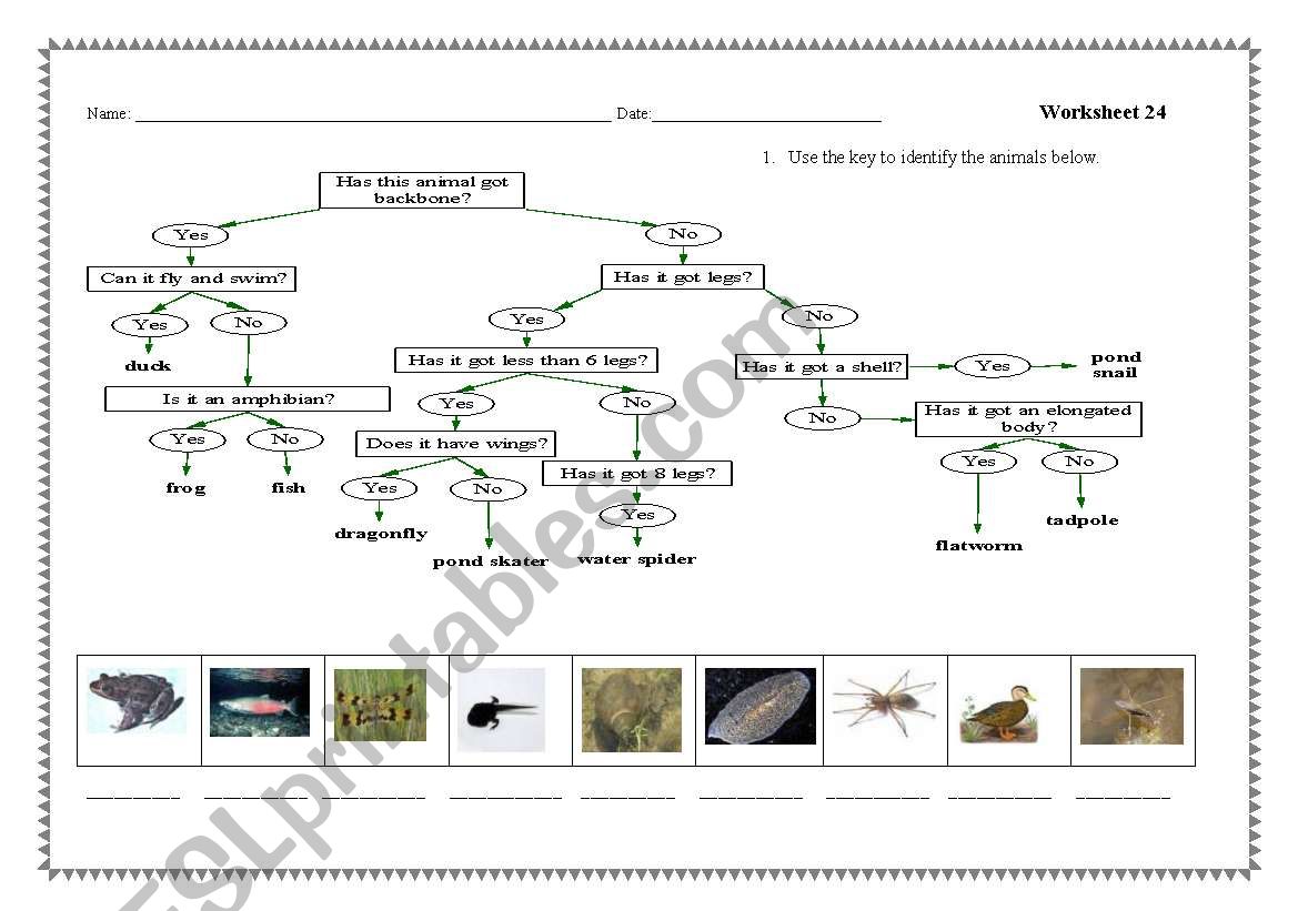 Speaking activity about animals