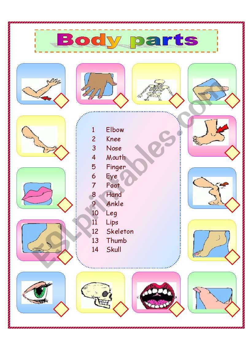 Body parts vocabulary worksheet