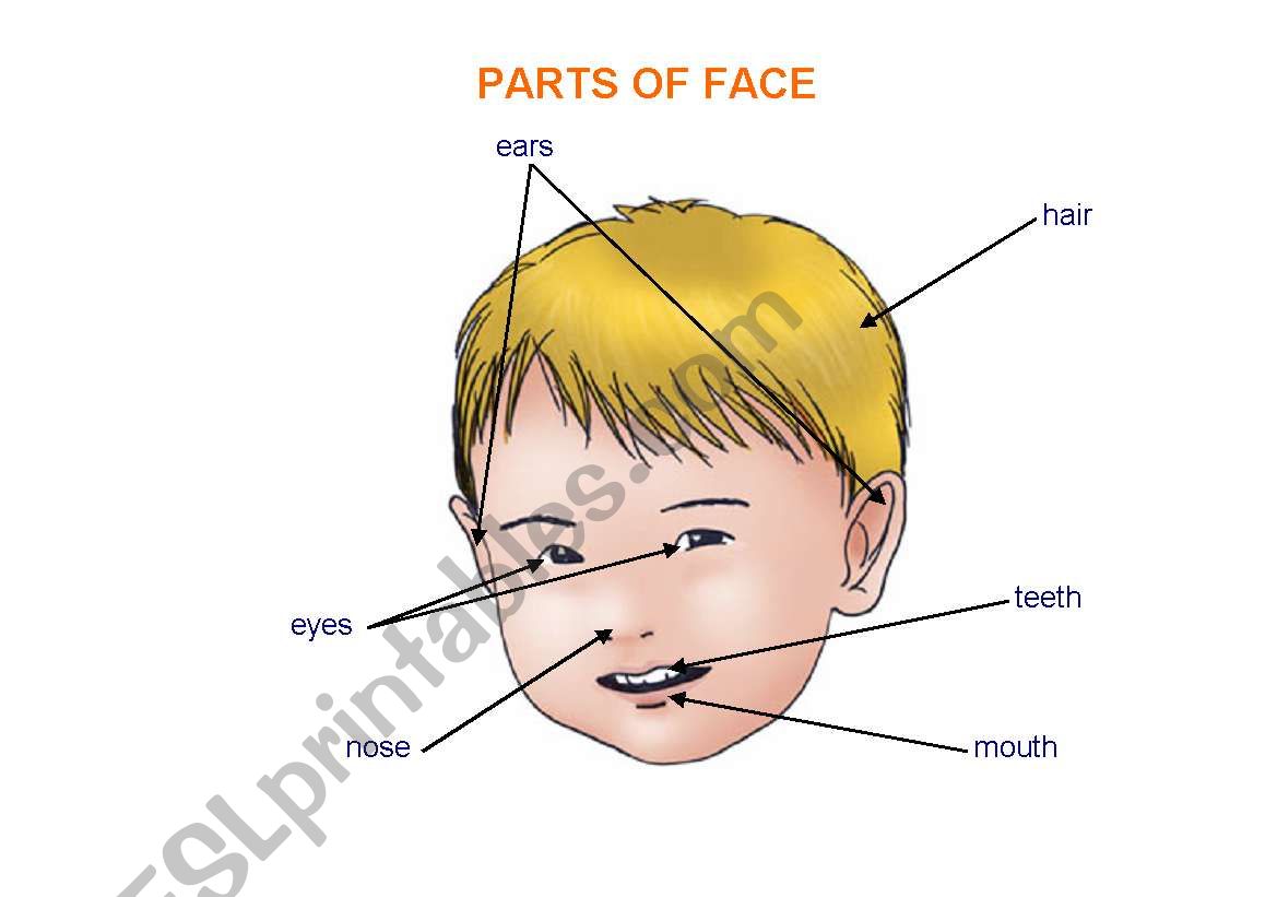 Parts of face worksheet