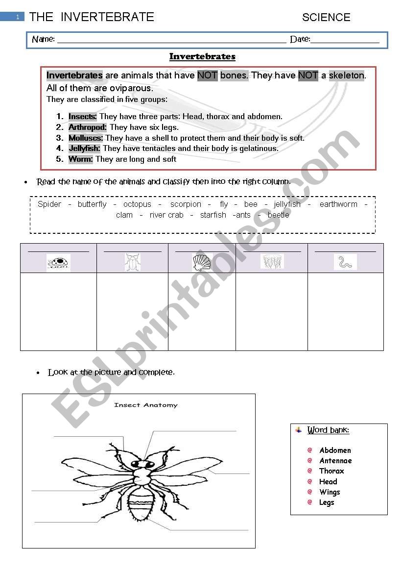 Invertebrates worksheet