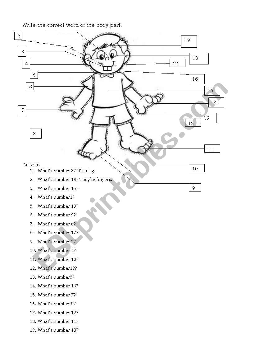 body parts worksheet