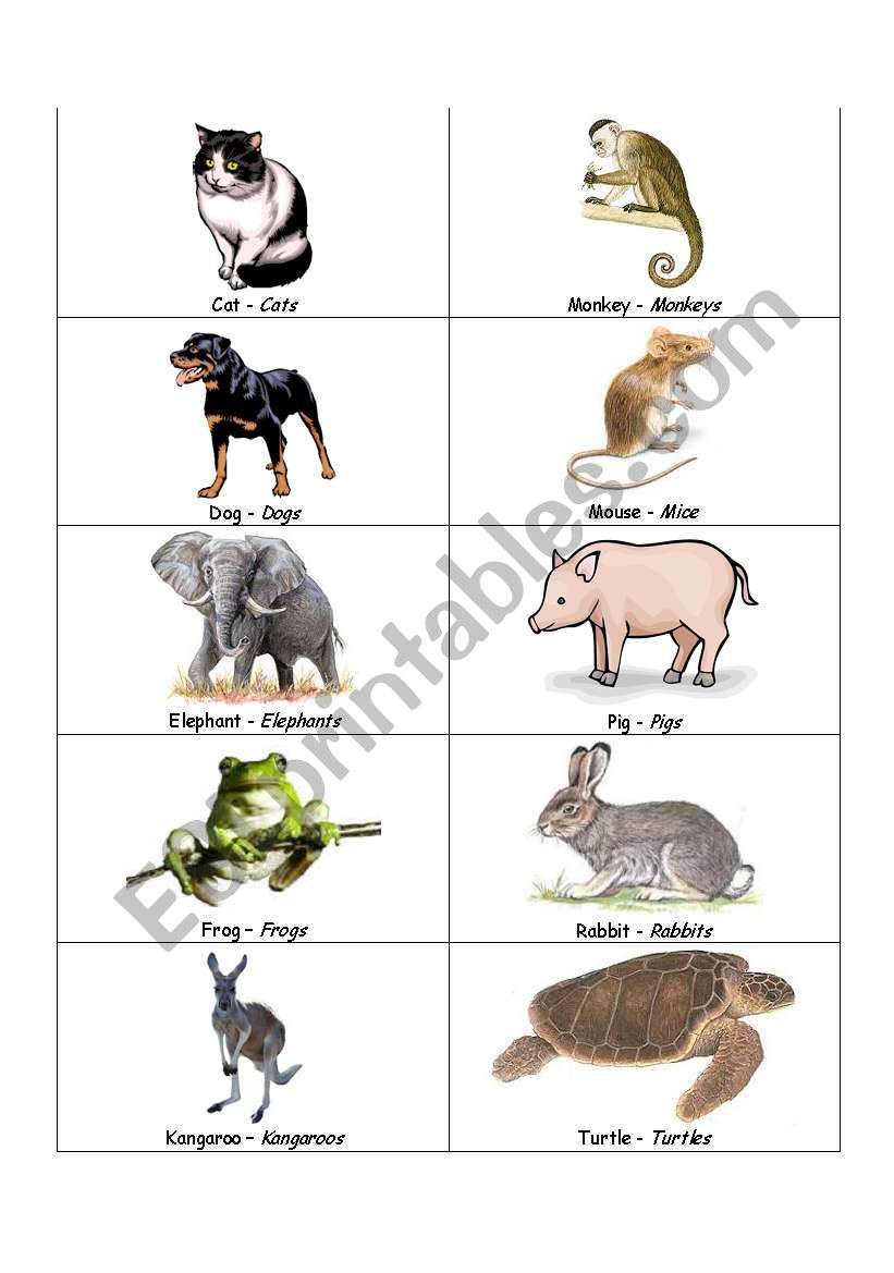 Animal Flashcards worksheet